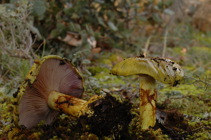 Cortinarius ionochlorus